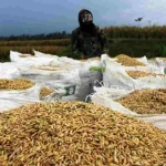 Bentrok Walenrang: Panen Terganggu, Harga Gabah Anjlok dalam 2 Hari