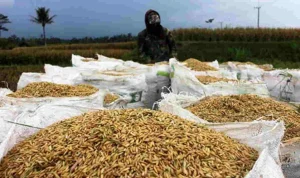 Bentrok Walenrang: Panen Terganggu, Harga Gabah Anjlok dalam 2 Hari