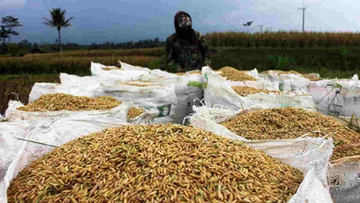 Bentrok Walenrang: Panen Terganggu, Harga Gabah Anjlok dalam 2 Hari