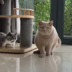 dodit si kucing gembul