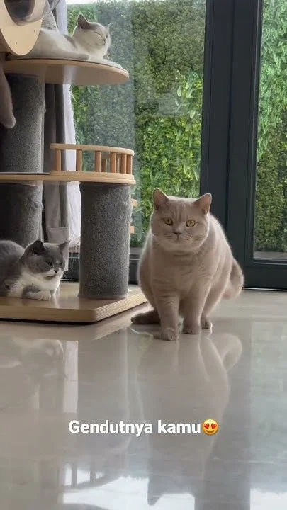 dodit si kucing gembul