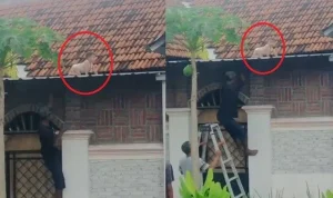 Drama Balita 2 Tahun Tergelincir ke Atap Rumah di Lombok, Penyelamatan Dramatis dalam Satu Jam