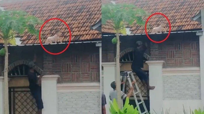 Drama Balita 2 Tahun Tergelincir ke Atap Rumah di Lombok, Penyelamatan Dramatis dalam Satu Jam