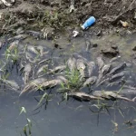 Ikan Sapu-sapu Masih Berkeliaran di Kali Cideng Usai Pembersihan Besar-Besaran