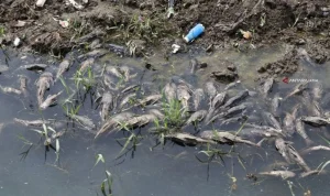 Ikan Sapu-sapu Masih Berkeliaran di Kali Cideng Usai Pembersihan Besar-Besaran