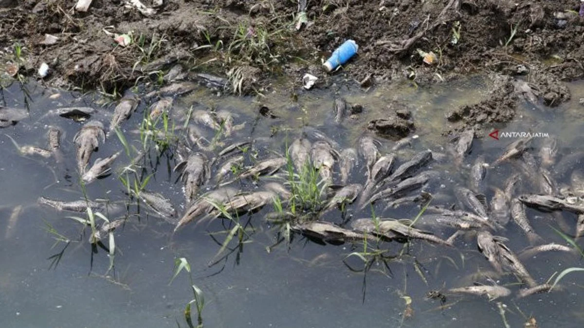 Ikan Sapu-sapu Masih Berkeliaran di Kali Cideng Usai Pembersihan Besar-Besaran