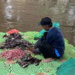 Jakarta Timur Tangkap 763 Kg Ikan Sapu-Sapu: Upaya Besar Redam Populasi Invasif di Ibu Kota