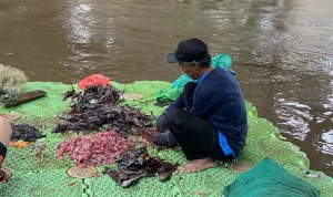 Jakarta Timur Tangkap 763 Kg Ikan Sapu-Sapu: Upaya Besar Redam Populasi Invasif di Ibu Kota