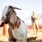 Kemenag Tegaskan Tidak Ada Larangan Sembelih Kurban Pribadi, Video Viral Dinilai Disinformasi