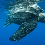 Leatherback Turtle Mati di Pantai Guimbal, AMLC Perketat Aturan Cuci Uang di Filipina