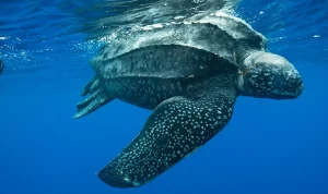 Leatherback Turtle Mati di Pantai Guimbal, AMLC Perketat Aturan Cuci Uang di Filipina