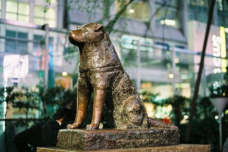 Patung Hachiko di Shibuya: Ikon Kesetiaan yang Terancam Overtourism