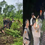 Polisi Bongkar Ladang Ganja Empat Lawang Seluas 20 Ha, 220 Kg Disita – Operasi Besar Terungkap