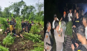 Polisi Bongkar Ladang Ganja Empat Lawang Seluas 20 Ha, 220 Kg Disita – Operasi Besar Terungkap