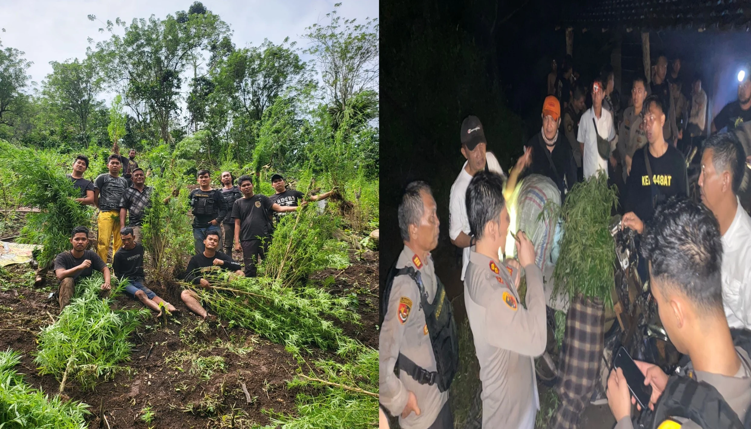 Polisi Bongkar Ladang Ganja Empat Lawang Seluas 20 Ha, 220 Kg Disita – Operasi Besar Terungkap