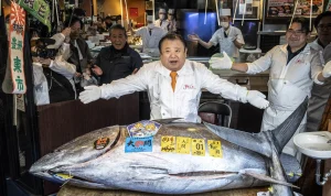 Rekor Dunia Sushi Jepang: Tuna Termahal Seberat 243 kg Laku Rp55 Miliar di Lelang Toyosu