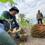 Serangga Penyerbuk Tanzania Resmi Diluncurkan, Target Naikkan Produktivitas Sawit 15%