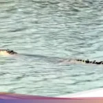 Buaya Racun di Sungai Mandar Meninggal Setelah Makan Umpan Beracun, Warga Bergolak