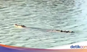 Buaya Racun di Sungai Mandar Meninggal Setelah Makan Umpan Beracun, Warga Bergolak