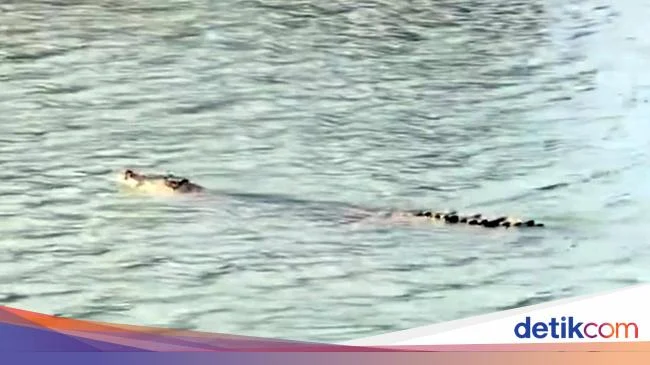 Buaya Racun di Sungai Mandar Meninggal Setelah Makan Umpan Beracun, Warga Bergolak