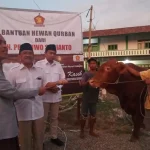Gerindra: Bantuan Sapi Kurban Presiden dari APBN Sah Secara Hukum, Partai Gerindra Tomohon Bagikan Hewan Kurban