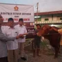 Gerindra: Bantuan Sapi Kurban Presiden dari APBN Sah Secara Hukum, Partai Gerindra Tomohon Bagikan Hewan Kurban
