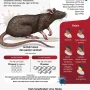 Hantavirus Mengancam: Kasus Meningkat, Quarantine Diperpanjang
