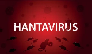 Hantavirus Mewabah di Seluruh Dunia: Apa yang Diketahui dan Bagaimana Menghadapinya?