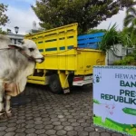 Harga Sapi Kurban 2026 Meningkat, Presiden Prabowo Subianto Siapkan Anggaran Rp100 Miliar