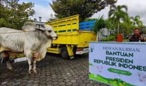 Harga Sapi Kurban 2026 Meningkat, Presiden Prabowo Subianto Siapkan Anggaran Rp100 Miliar