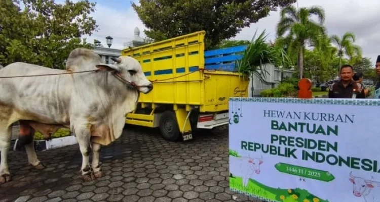 Harga Sapi Kurban 2026 Meningkat, Presiden Prabowo Subianto Siapkan Anggaran Rp100 Miliar
