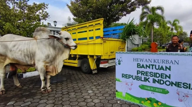 Harga Sapi Kurban 2026 Meningkat, Presiden Prabowo Subianto Siapkan Anggaran Rp100 Miliar