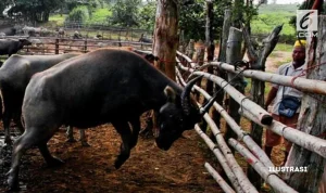 Operasi Polisi Menggagalkan Penyelundupan Hewan Kurban, 27 Kerbau Diselamatkan