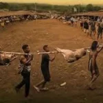 Pesta Babi: Simbol Perjuangan Mempertahankan Eksistensi di Tengah Pembangunan