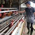 Peternakan Unggas di Indonesia: Tantangan dan Peluang