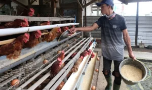 Peternakan Unggas di Indonesia: Tantangan dan Peluang
