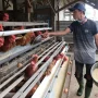 Peternakan Unggas di Indonesia: Tantangan dan Peluang