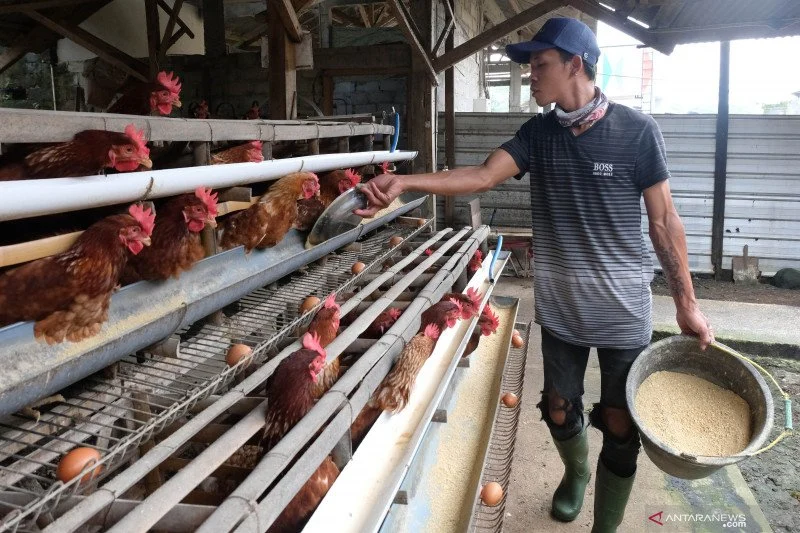 Peternakan Unggas di Indonesia: Tantangan dan Peluang