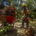 Stabilitas Harga Kelapa Sawit Terancam, Pemerintah dan Petani Sawit Wajib Bersatu