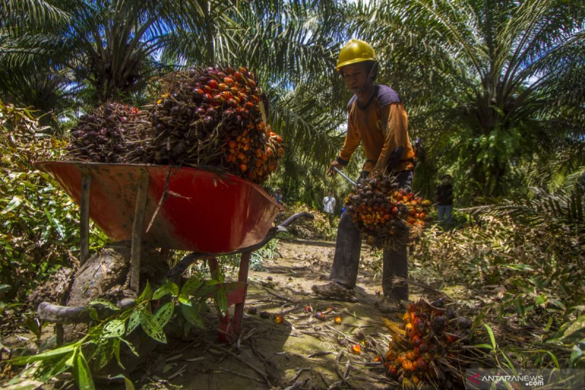 Stabilitas Harga Kelapa Sawit Terancam, Pemerintah dan Petani Sawit Wajib Bersatu