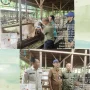Vaksinasi, Pemeriksaan, dan Penjualan Hewan Kurban Meriah Menyambut Idul Adha 2026 di Jawa Timur, Tengah, dan Barat