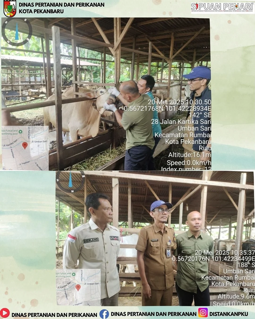 Vaksinasi, Pemeriksaan, dan Penjualan Hewan Kurban Meriah Menyambut Idul Adha 2026 di Jawa Timur, Tengah, dan Barat