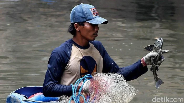 Yogyakarta Mulai Gencarkan Pemberantasan Ikan Sapu-Sapu, Ancaman Bagi Ekosistem Lokal