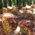 Harga Sawit Anjlok, Petani Swadaya Paling Terdampak: Apa yang Terjadi di Balik Polemik Industri Sawit?