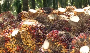 Harga Sawit Anjlok, Petani Swadaya Paling Terdampak: Apa yang Terjadi di Balik Polemik Industri Sawit?