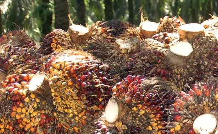 Harga Sawit Anjlok, Petani Swadaya Paling Terdampak: Apa yang Terjadi di Balik Polemik Industri Sawit?