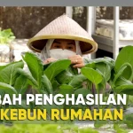 Penghasilan Tambahan di Masa Pandemi: Dari Kebun dan Peternakan Mini hingga Ekspor Batu Bara
