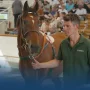 Elliott Stroud Bidik Tattersalls July Sale dengan Charlie's Cannon