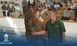Elliott Stroud Siap Bidik Tattersalls July Sale dengan Charlie's Cannon