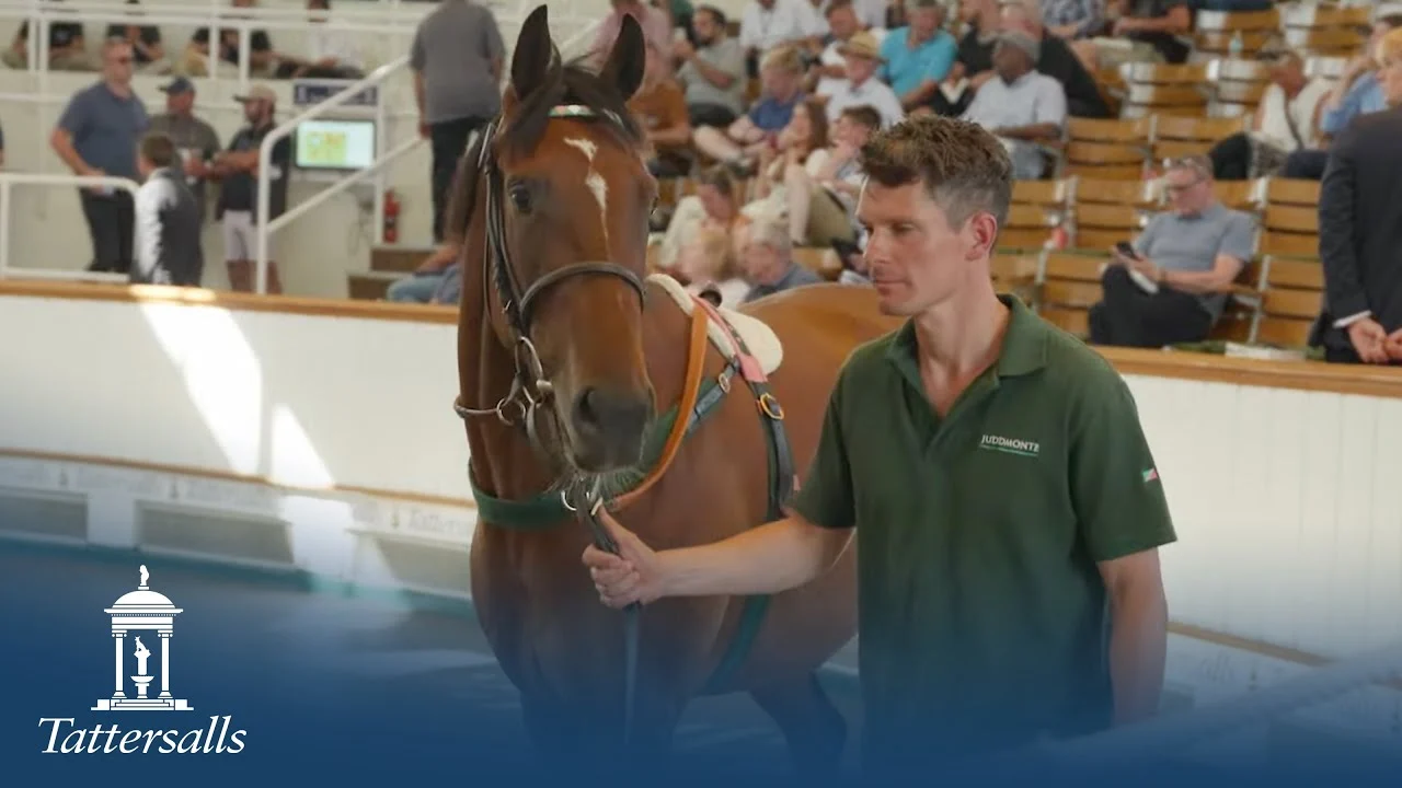 Elliott Stroud Siap Bidik Tattersalls July Sale dengan Charlie's Cannon
